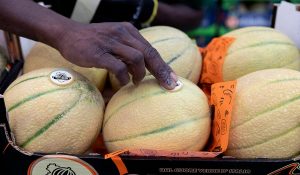 Meloni retati in cassetta con etichette Top Melon