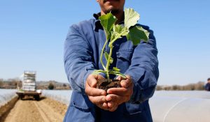 Agricoltore che mostra una piantina in campo