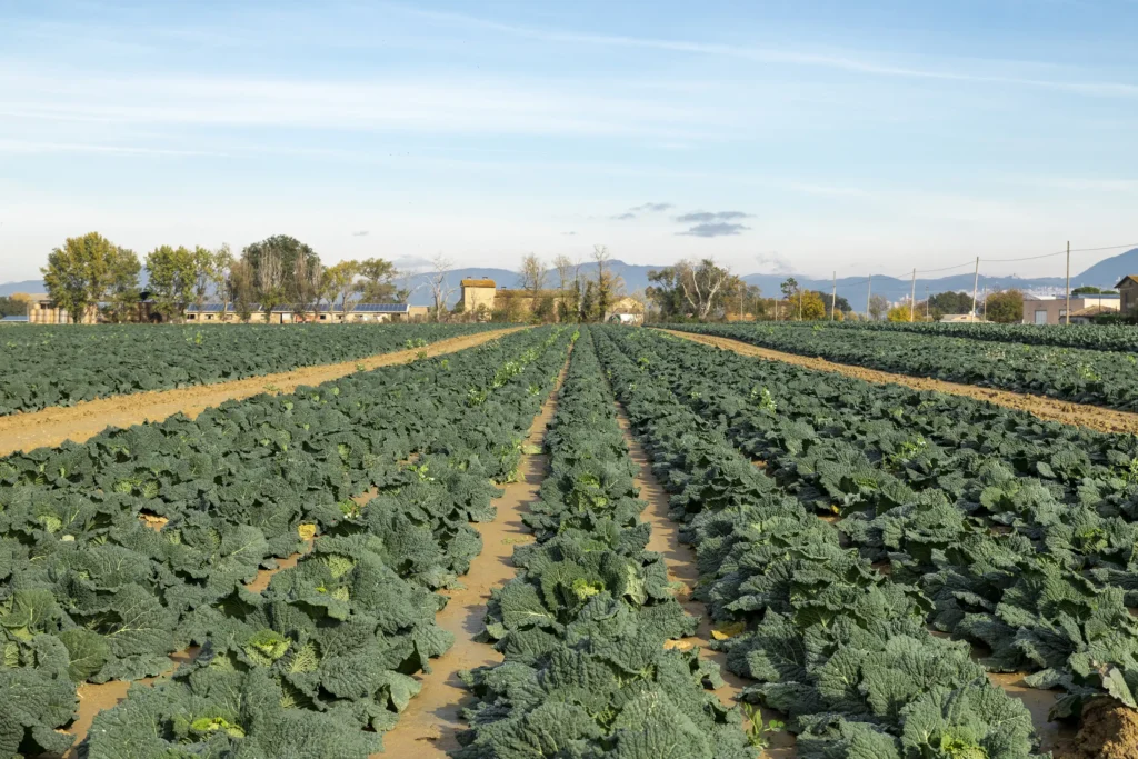 distesa di piante in campo