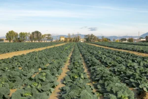 distesa di piante in campo