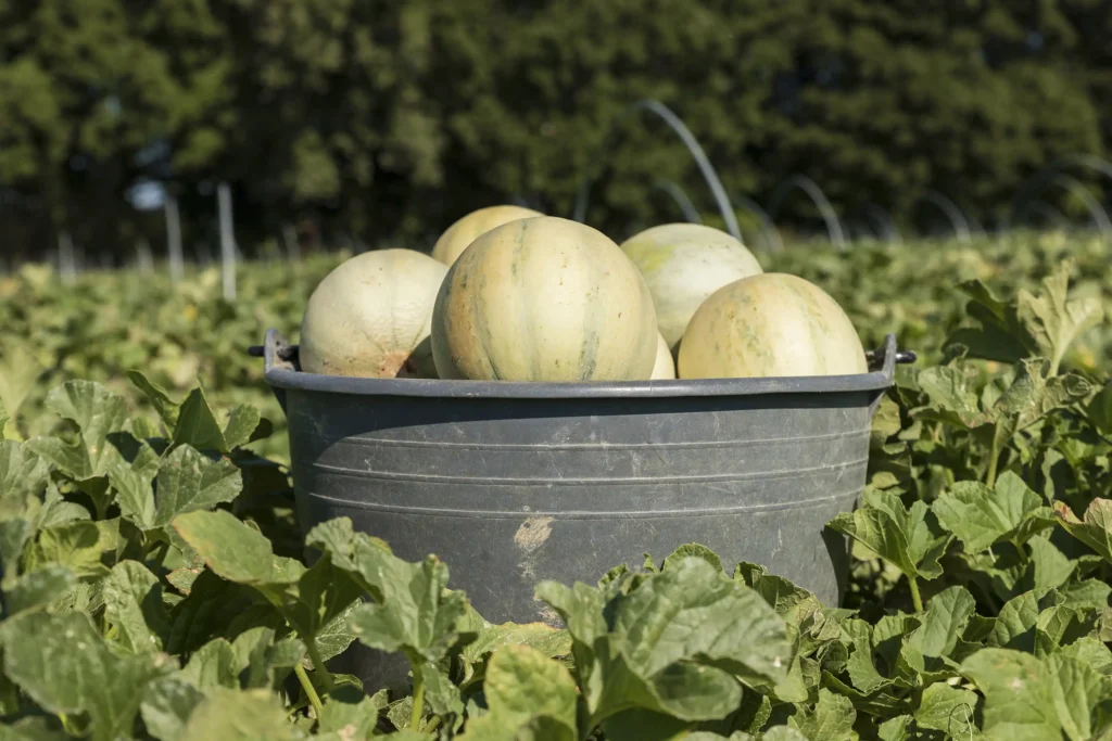 contenitore pieno di meloni appena raccolti in campo